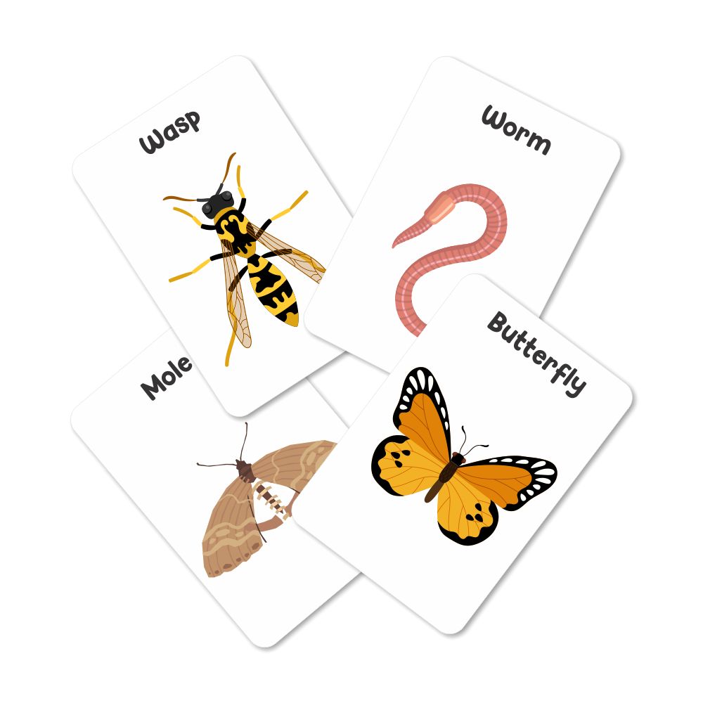 Insect Flash Cards- Pack of 24 - Tinycubs - 