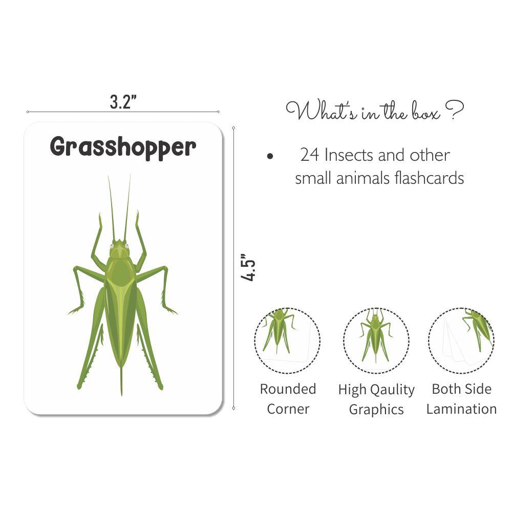 Insect Flash Cards- Pack of 24 - Tinycubs - 