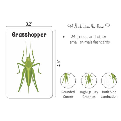 Insect Flash Cards- Pack of 24 - Tinycubs - 