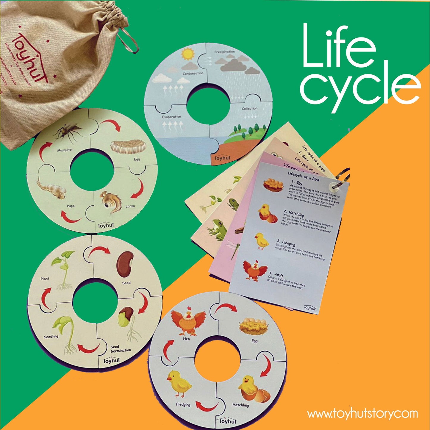 Life cycle Toy - Tinycubs - 