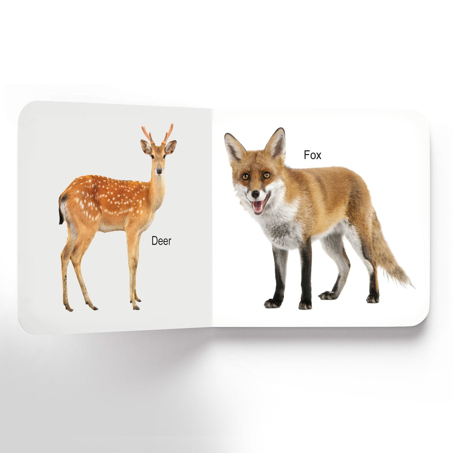Lovely Board Books - Animals - Tinycubs - 