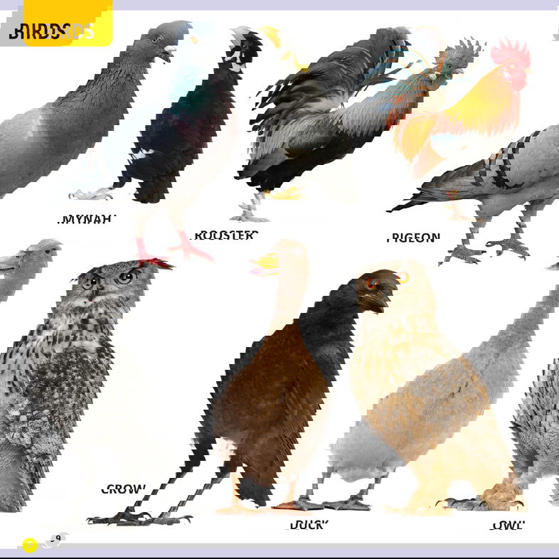 My First Library Animals and Birds - Tinycubs - 