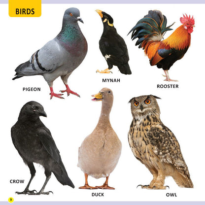 My First Library Animals and Birds - Tinycubs - 