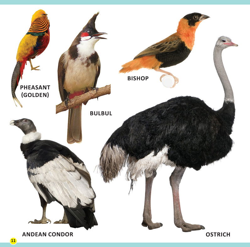 My First Library Animals and Birds - Tinycubs - 