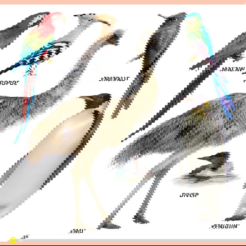 My First Library Animals and Birds - Tinycubs - 