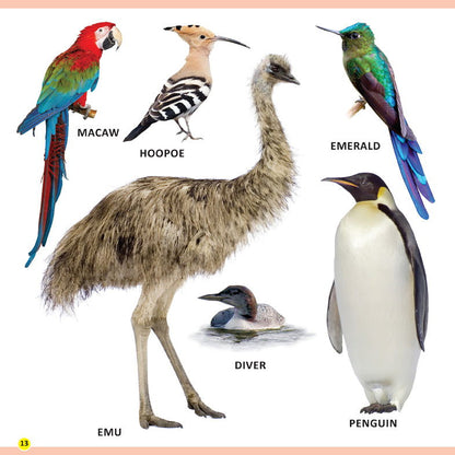 My First Library Animals and Birds - Tinycubs - 