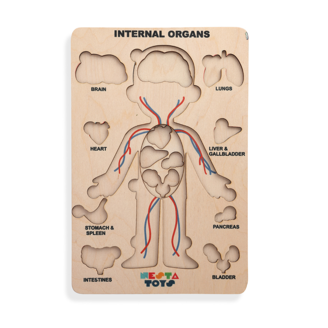 NESTA TOYS - Human Anatomy Puzzle | Internal Organs Puzzle - Tinycubs - 