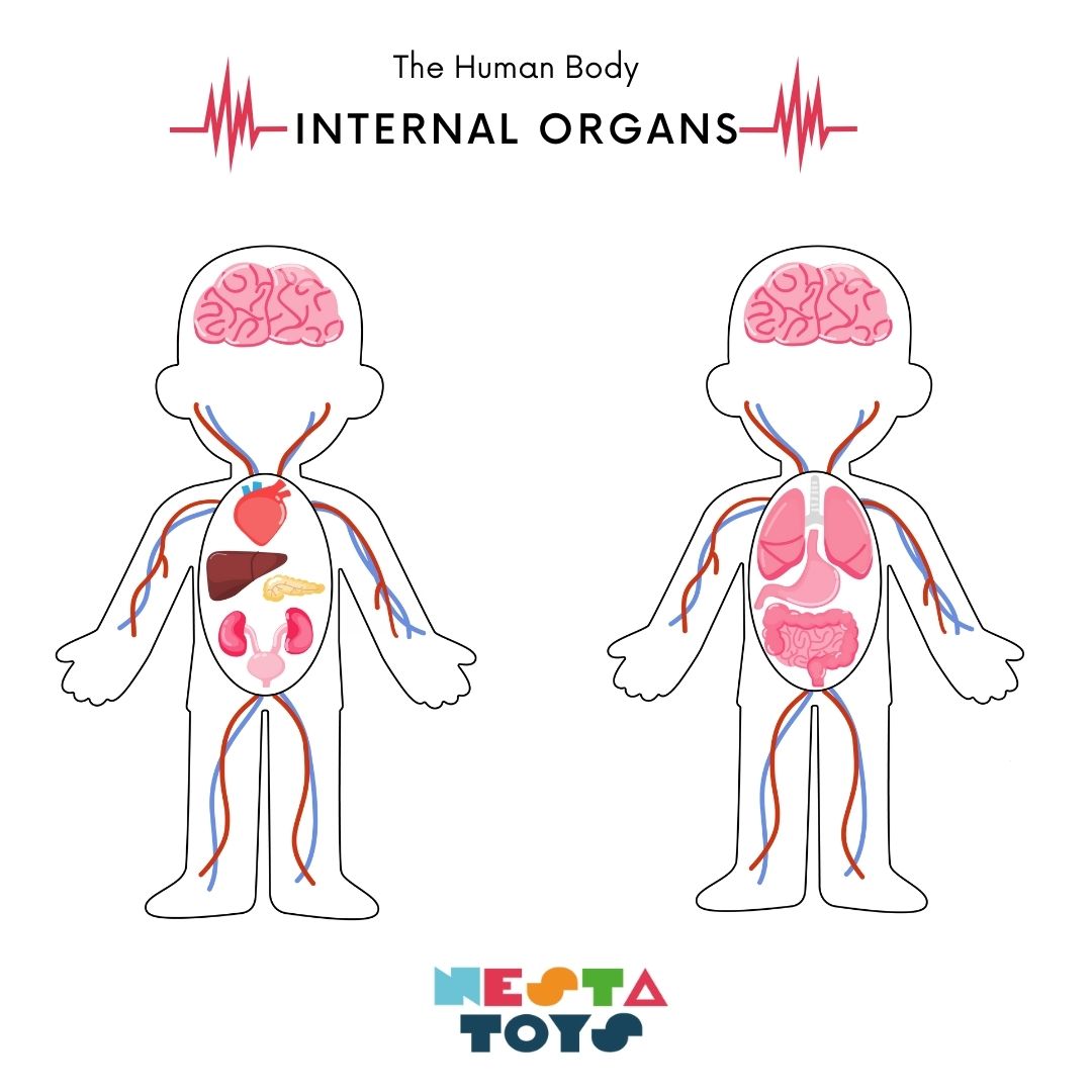 NESTA TOYS - Human Anatomy Puzzle | Internal Organs Puzzle - Tinycubs - 