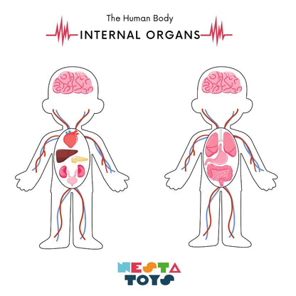 NESTA TOYS - Human Anatomy Puzzle | Internal Organs Puzzle - Tinycubs - 