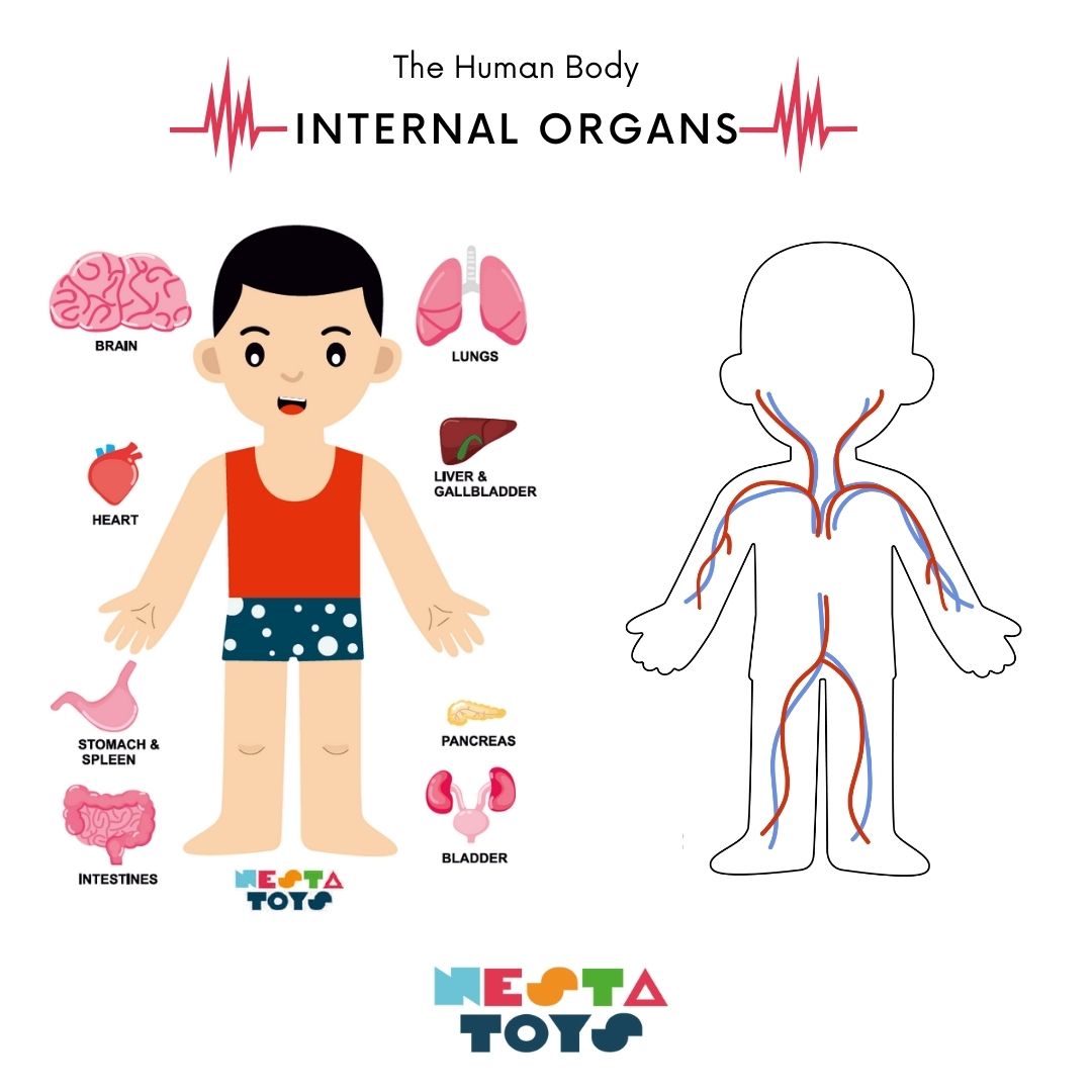 NESTA TOYS - Human Anatomy Puzzle | Internal Organs Puzzle - Tinycubs - 