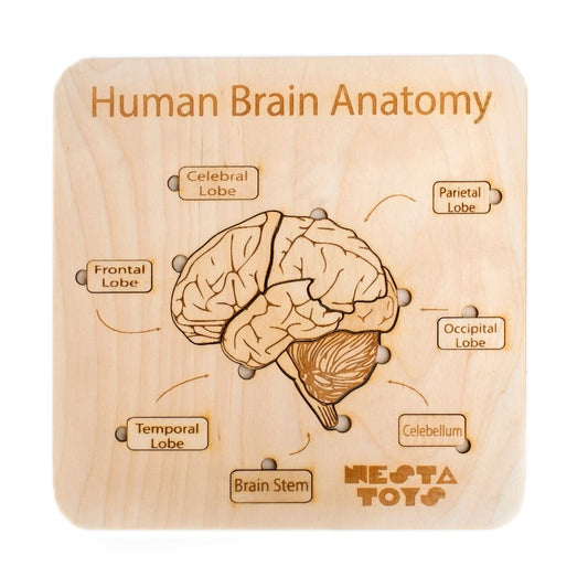 NESTA TOYS - Human Brain Anatomy Puzzle | DIY Coloring Activity (13 Pieces) - Tinycubs - 