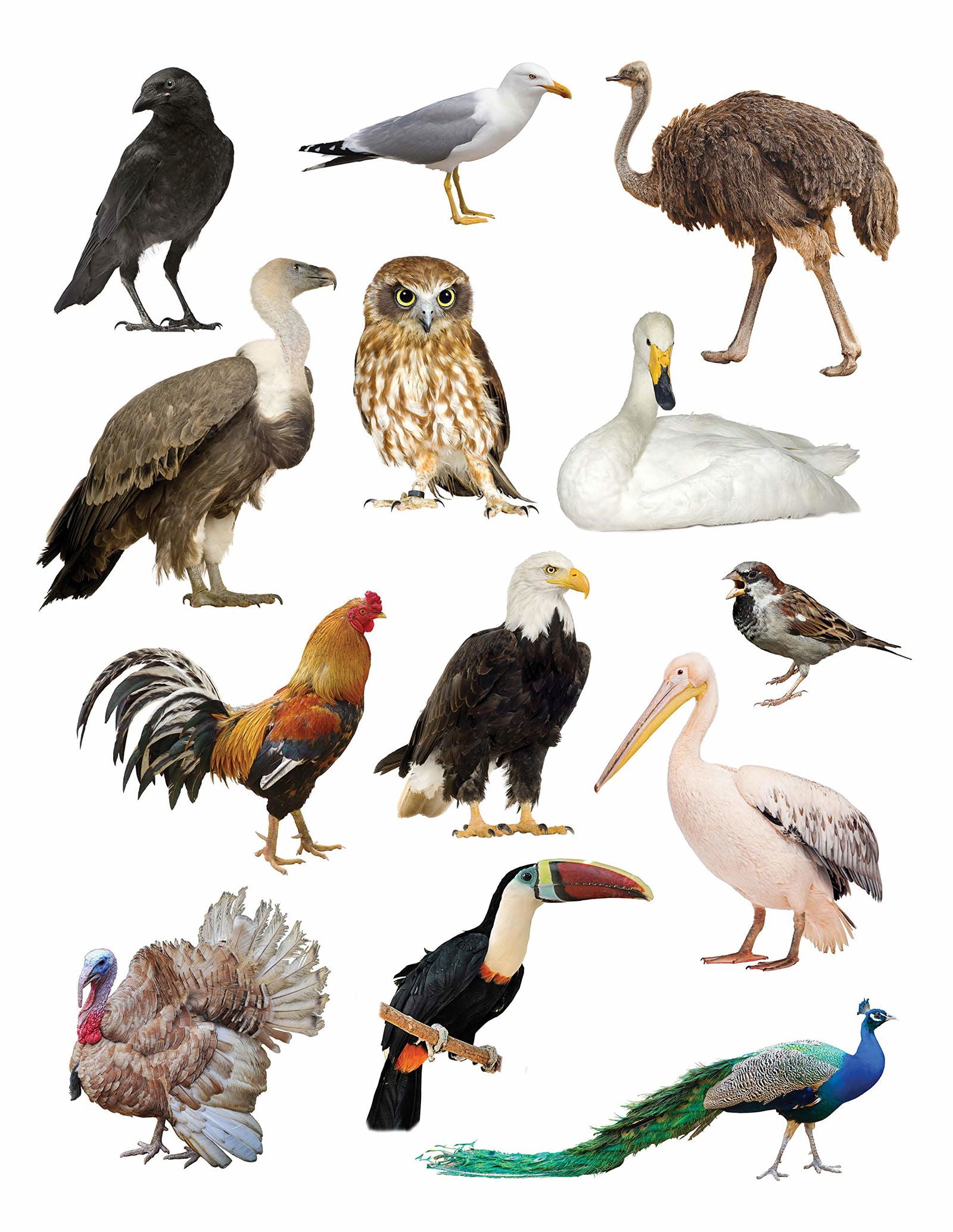 Play With Sticker - Birds - Tinycubs - 
